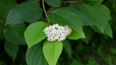 Blooming tree. The branch of a blossoming tree is moving. Stock Footage 158166137