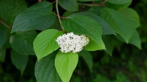 Blooming tree. The branch of a blossoming tree is moving. Stock Footage 158390067