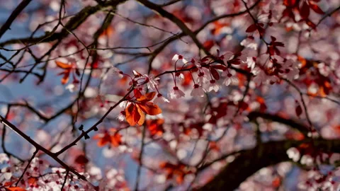 Blooming tree branch with delicate spring blossoms Stock Footage 335384710