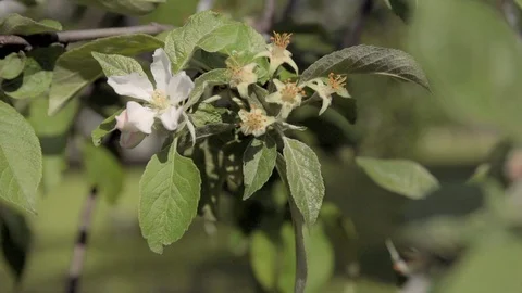 Blooming Tree Branch Stock Footage 91334877