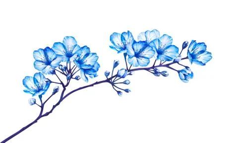 Blooming tree branch isolated on white background. Watercolor illustration. Stock Illustration