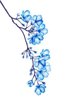 Blooming tree branch isolated on white background. Watercolor illustration. Stock Illustration