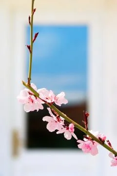 Blooming tree branch Stock Photos