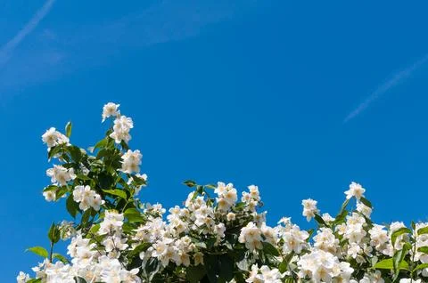 Blooming tree branch Foto stock