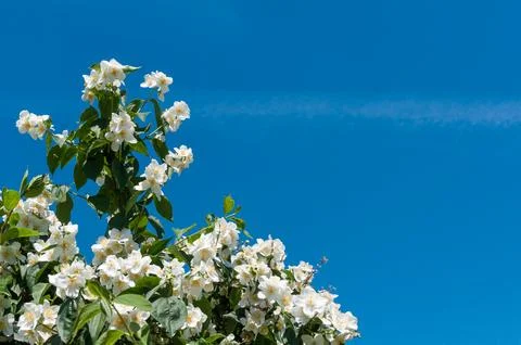 Blooming tree branch Stock Photos