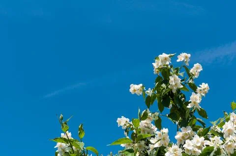 Blooming tree branch Stock Photos