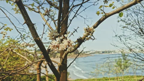 Blooming Tree Branch by Riverside View Stock Footage 278522765