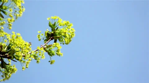 Blooming tree branch in spring forest Stock Footage 23726641