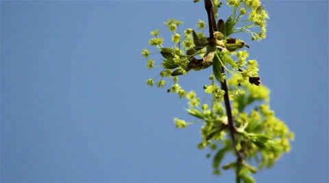 Blooming tree branch in spring forest Stock Footage 23726945