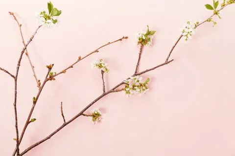 Blooming tree branch spring on pink background. Minimal concept, spring Easter 库存照片