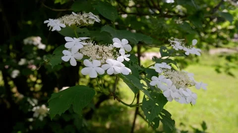 Blooming tree branch sways on a blurred background. Stock Footage 155509898