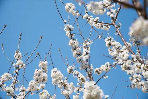 Blooming tree branches against the background of a beautiful blue sky. Close-up Stock-Fotos