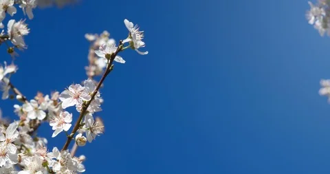 Blooming tree branches and blue sky in spring Stock Footage 93486316