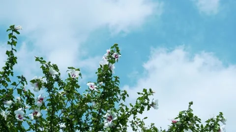 Blooming Tree Branches and a Timelapse of Plump White Clouds in a Blue Sky. Beau Stock Footage 159783557