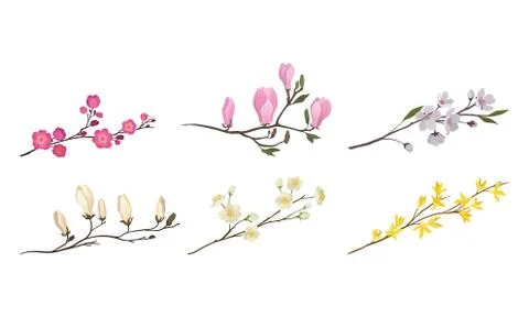 Blooming Tree Branches and Twigs with Tender Flower Buds Vector Set Stock Illustration