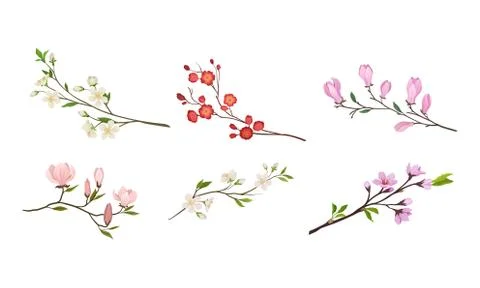 Blooming Tree Branches and Twigs with Tender Flower Buds Vector Set Stock Illustration