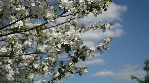 A blooming tree, branches of an apple tree in the wind. background Stock Footage 274268904