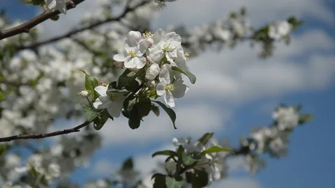 A blooming tree, branches of an apple tree in the wind. background Stock Footage 274268910
