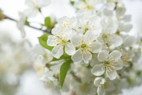 Blooming tree branches close-up as a background. bluer Foto stock