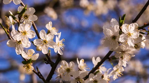 Blooming tree branches in close up Stock Footage 62330204