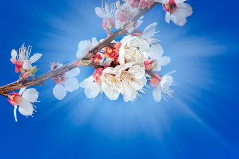 Blooming tree branches with a cloudy blue sky and sun Stock Photos