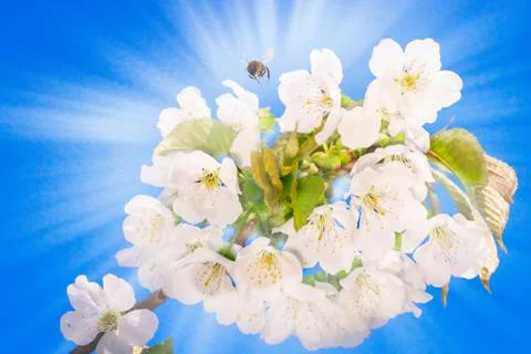 Blooming tree branches with a cloudy blue sky and sun. Spring time Stock Photos