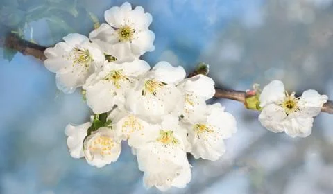 Blooming tree branches with a cloudy blue sky and sun. Spring time Stock Photos