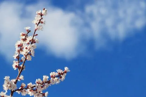 Blooming tree branches with a cloudy blue sky and sun Stock Photos