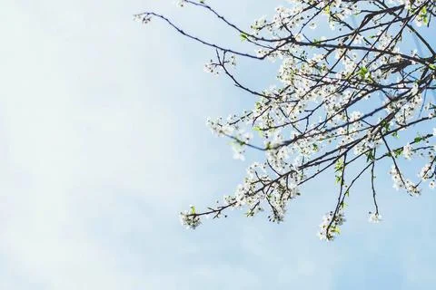 Blooming tree branches with delicate white flowers against a soft blue sky, c Stock Photos