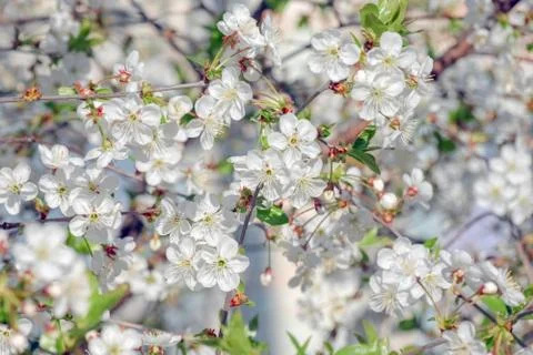 Blooming tree branches for the entire frame Stock Photos
