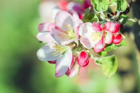Blooming tree branches for the entire frame Stock Photos