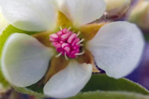 Blooming tree branches for the entire frame 库存照片