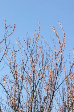 Blooming tree branches for the entire frame Stock-Fotos