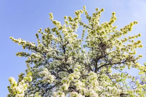 Blooming tree branches for the entire frame 스톡 사진