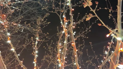 Blooming Tree Branches with Festive Lights Low Angle Vídeos de archivo 331835442