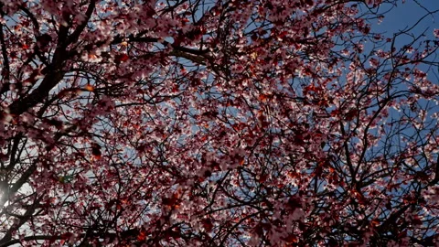 Blooming tree branches filling spring blue sky Stock Footage 335274821