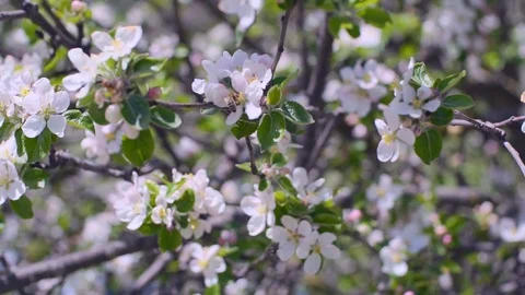 Blooming Tree Branches Video stock 111395936