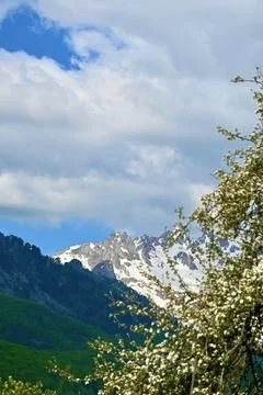 Blooming Tree Branches Framing a Snowy Mountain Peak and Cloudy Sky Stock Photos