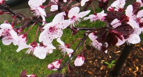 Blooming tree branches Foto stock