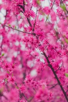 Blooming tree branches Stock Photos