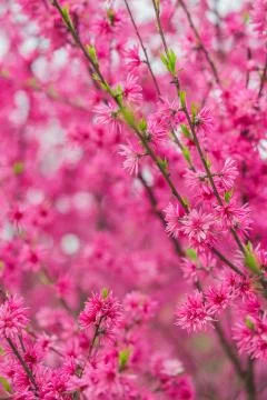 Blooming tree branches Foto stock