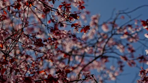 Blooming tree branches with pink flowers and blue sky Stock Footage 335274901
