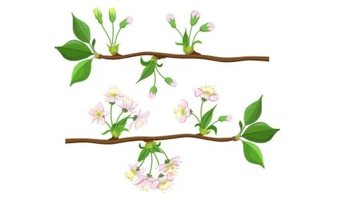 Blooming Tree Branches Set, Apple or Cherry Flower Blossom Stages Vector Stock Illustration