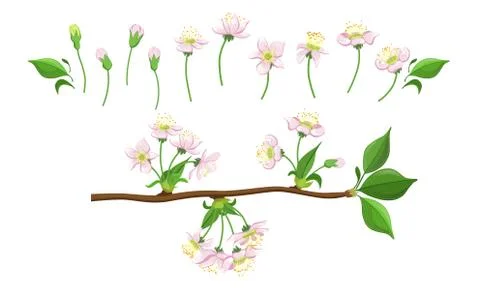 Blooming Tree Branches Set, Apple or Cherry Flower Blossom Stages, Pink Flower Stock Illustration