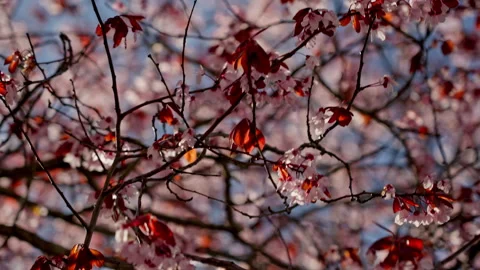 Blooming tree branches showcasing delicate pink spring flowers Stock Footage 335383472