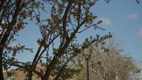 Blooming tree branches showcasing spring flowers and blue sky Stock Footage 335272565