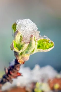 Blooming tree branches with snow as background Photos