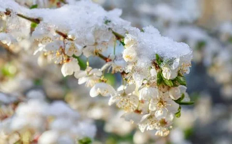 Blooming tree branches with snow as background Stock Photos