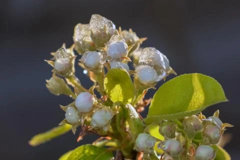 Blooming tree branches with snow as background Stock-Fotos