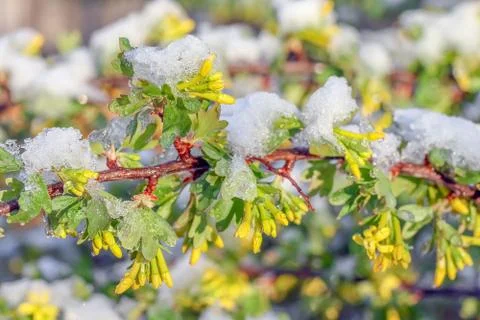 Blooming tree branches with snow as background Photos